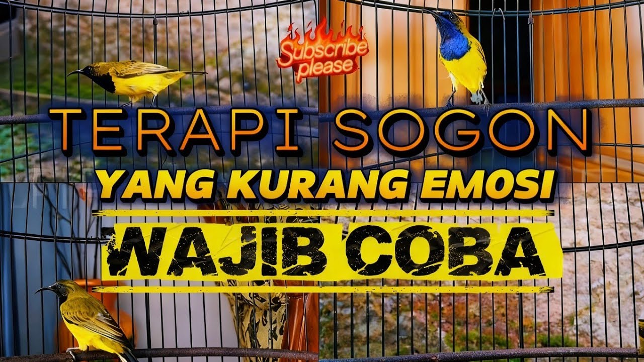 Terapi sogon || sogon kurang emosi wajib coba putar ‼️ #terapisogon #sogongacor
