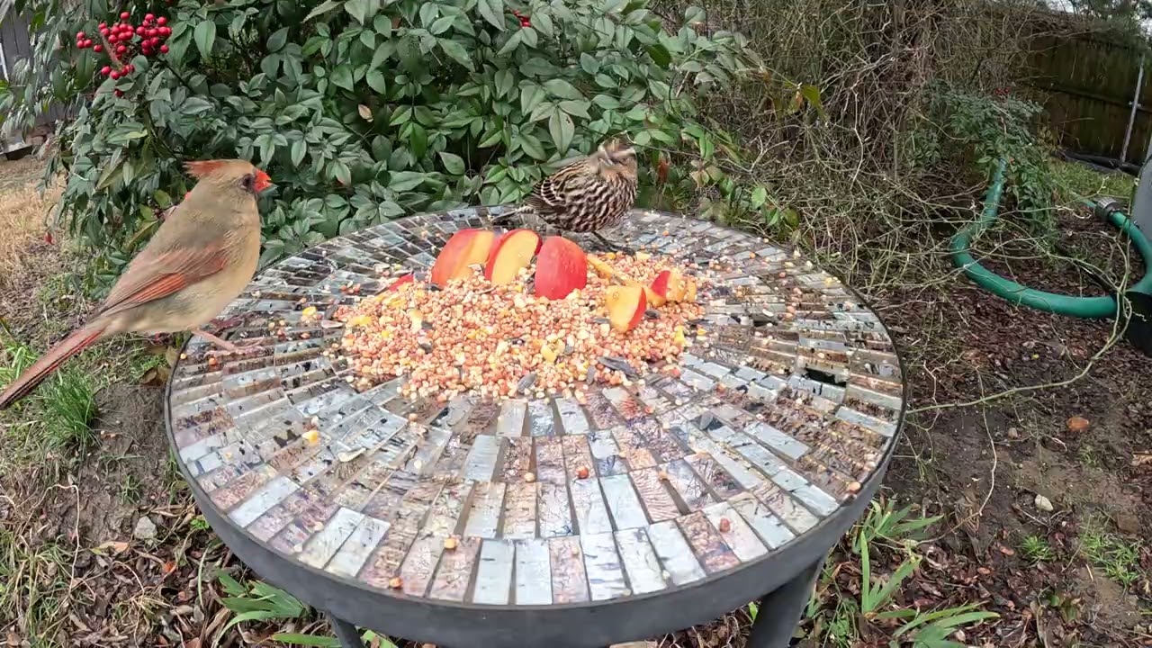 Female Red Winged Blackbird, Sparrows