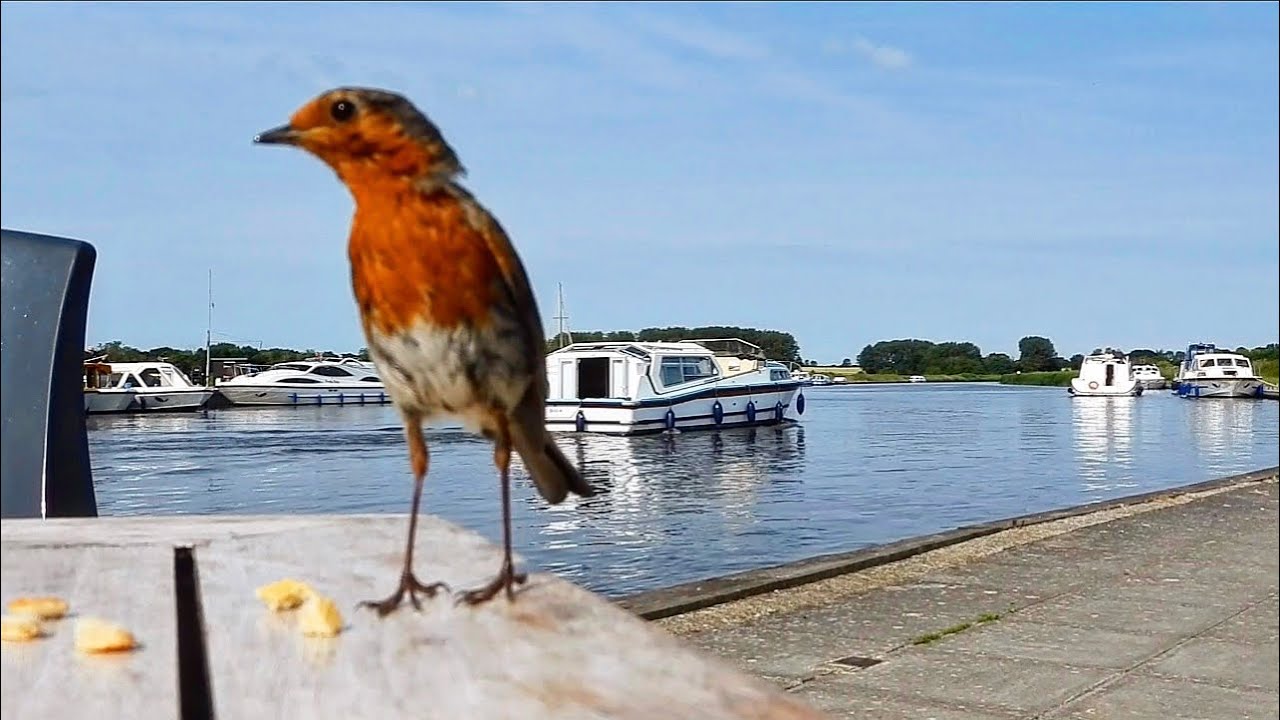 My assistant for today’s filming at Acle Bridge is an adorable Robin #river #boat #robin