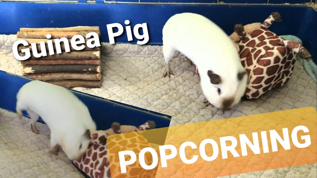 Świnka Morska POPCORNING 🐹 Super Excited Guinea Pig in slow motion
