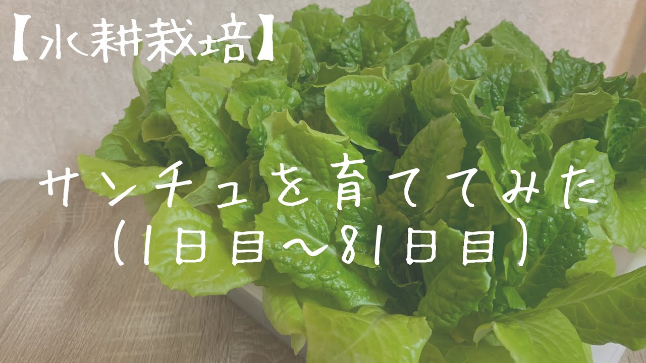 【水耕栽培】サンチュを育ててみた　1日〜81日目