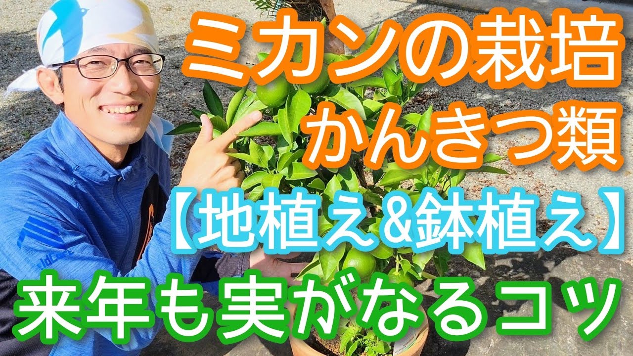 【みかん(柑橘類)の手入れ】来年も実がなる栽培のコツを鉢植えと庭木で解説(2024年9月)🌳🍊