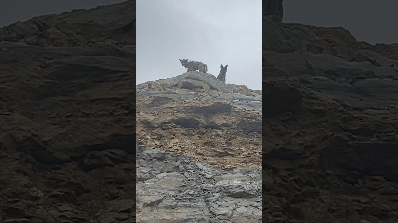 Wild coyote fights dog! #hunting #crazy #dog #wildlife #scary