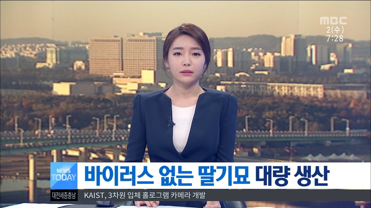 [대전MBC뉴스]전국 최대 비결은 '바이러스 없는 딸기묘'