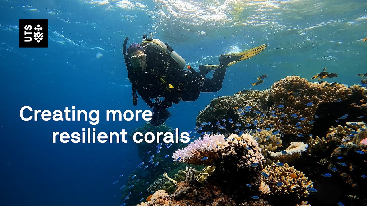 How 'super corals' can give the Great Barrier Reef a fighting chance
