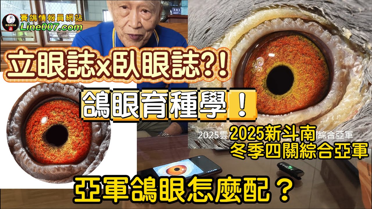 鴿眼育種學！這隻亞軍怎麼配？ 從鴿眼與鴿系角度 臥眼誌配立眼誌 25冬新斗南四關綜合亞軍 