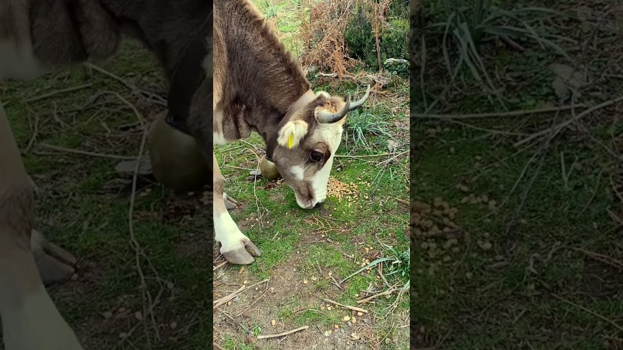 Io Mucca… la mia vita in Sardegna 🎼🐂