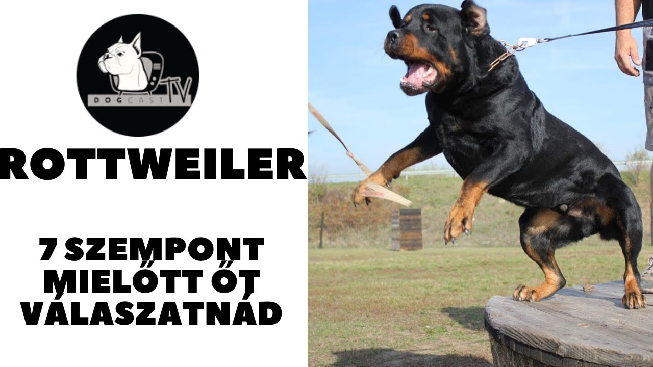 Mielőtt kutyát vennél - ROTTWEILER! 7 szempont, amit érdemes megfontolnod! DogCast TV