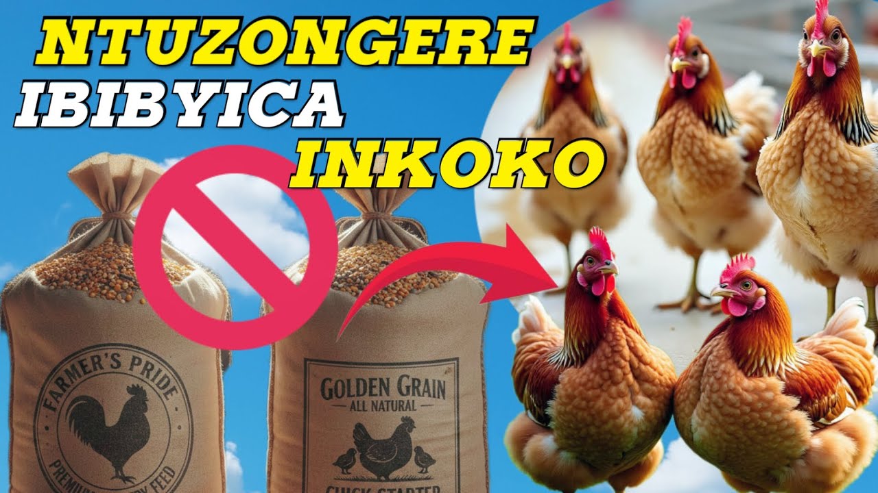 ❗❗DORE IBIRYO  BYICA INKOKO  NTUZONGERE KUBIKORESHA  🔥