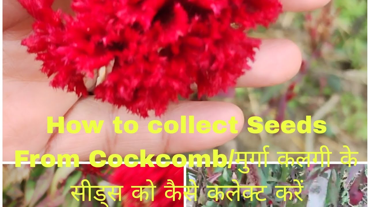 How To Collect Seeds From Cockscomb (murgacalgi) मुर्गाकलगी के सीड्स को कैसे कलेक्ट करें