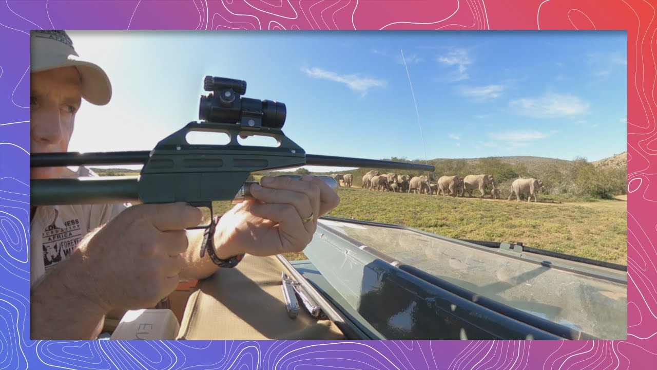 How to Save Elephants Preemptively | Wildlife in 360 VR