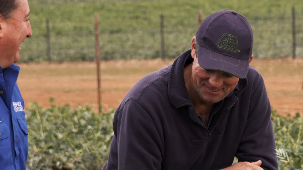 Advice on monitoring insects in canola | grower case study