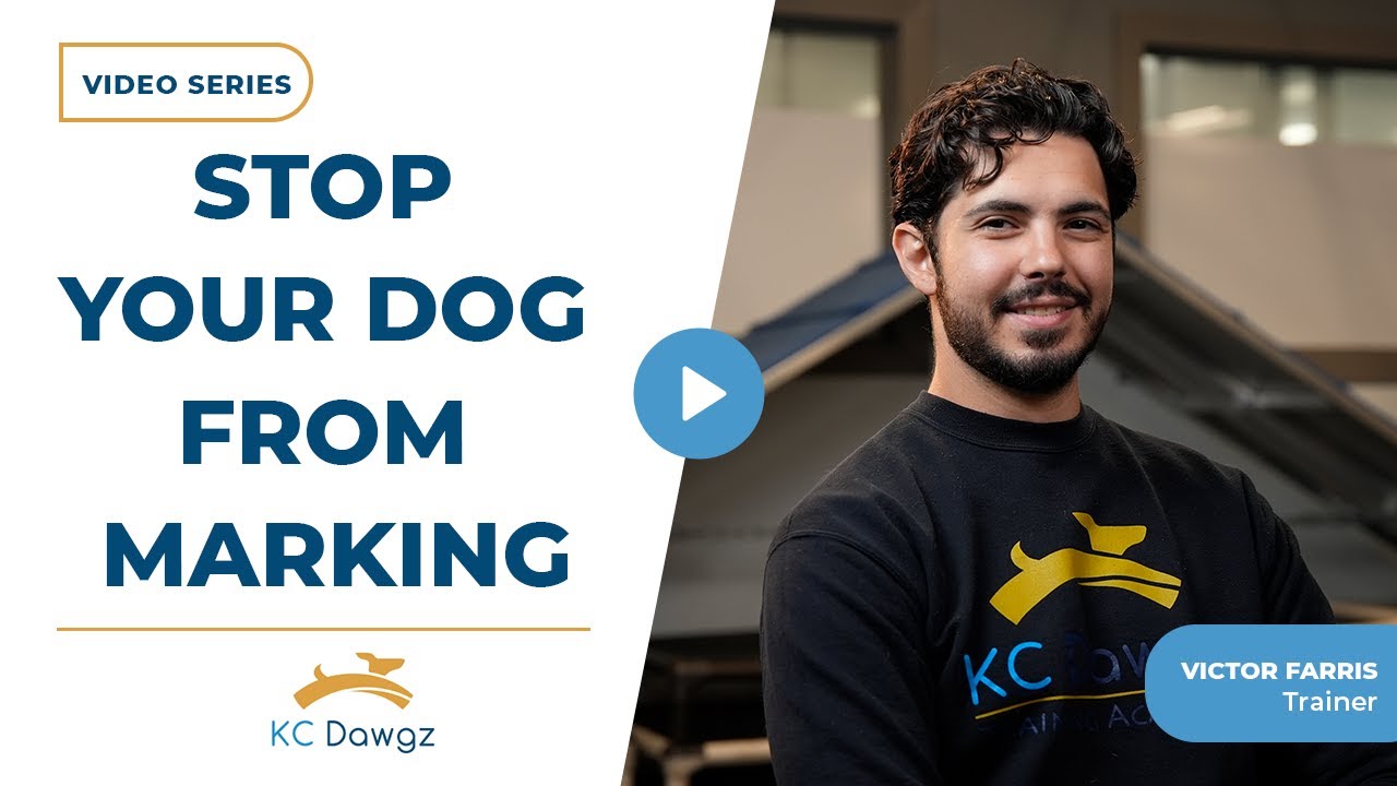 How to Stop Your Dog from Marking Outside | KC Dawgz