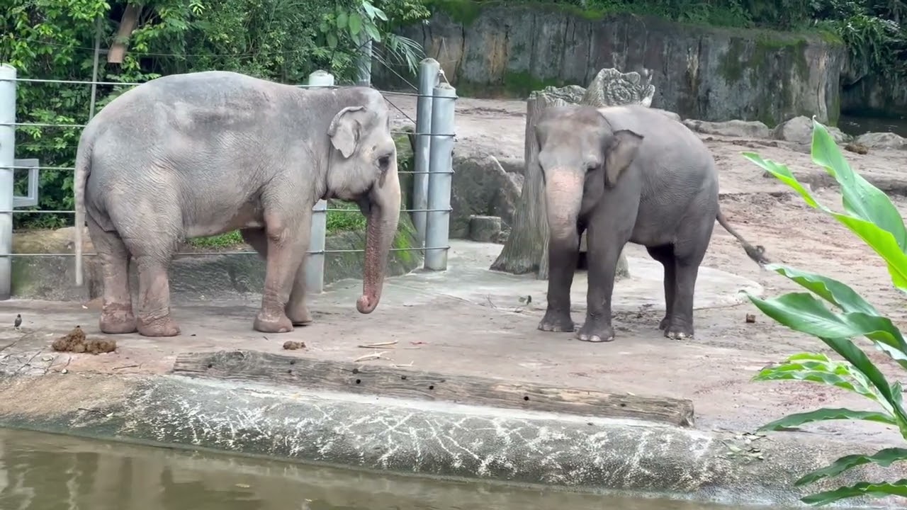 Super Playful & Clever Elephants at Singapore Zoo!