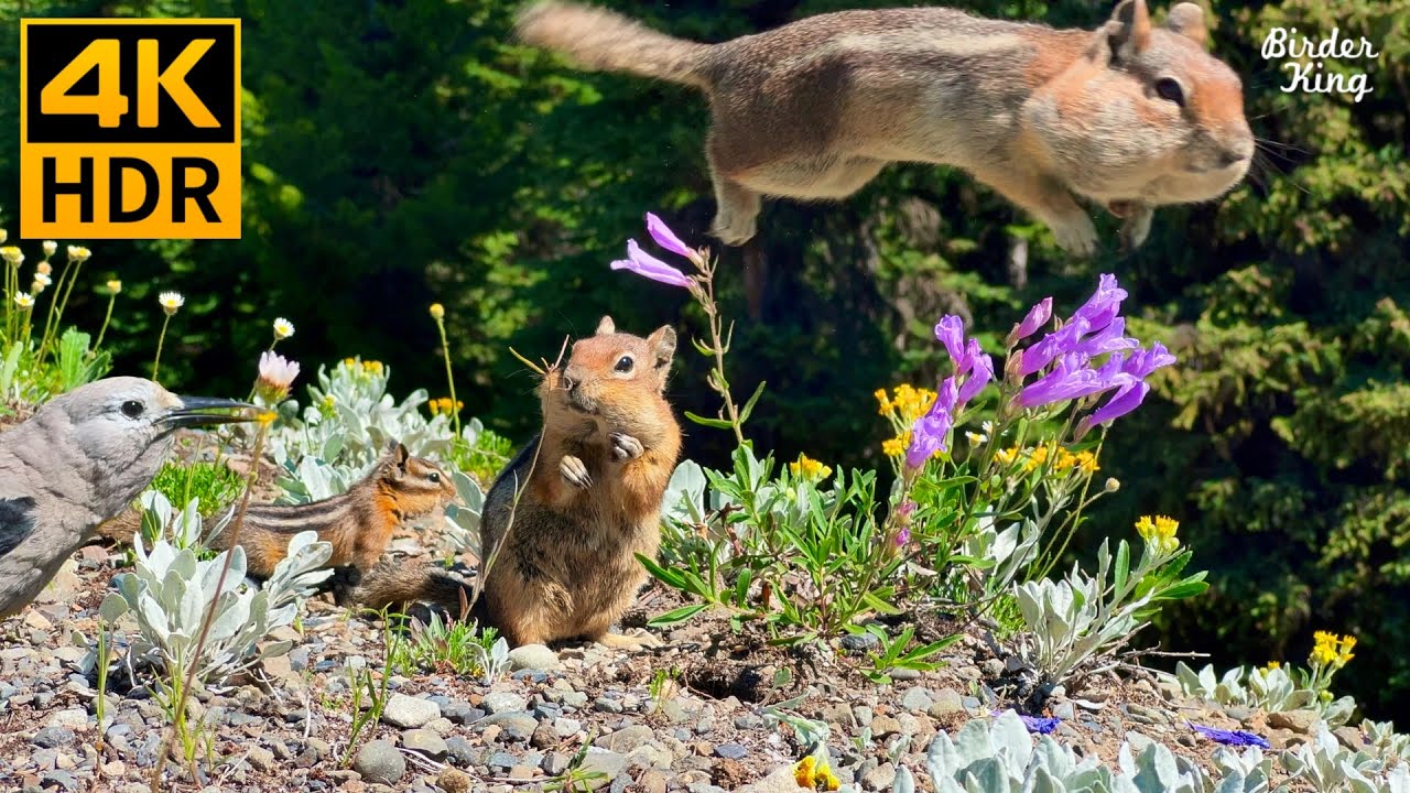 КОШКА ТВ 😺 Милые белки, красивые птицы, полевые цветы 🐦🐿🌺 8 часов (4K HDR)