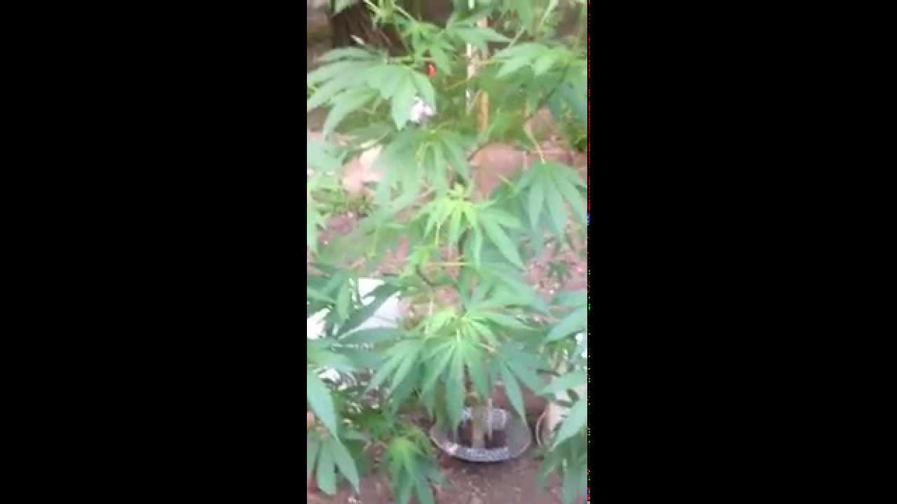 green poison vs frisian dew outdoor grow 2015,part2