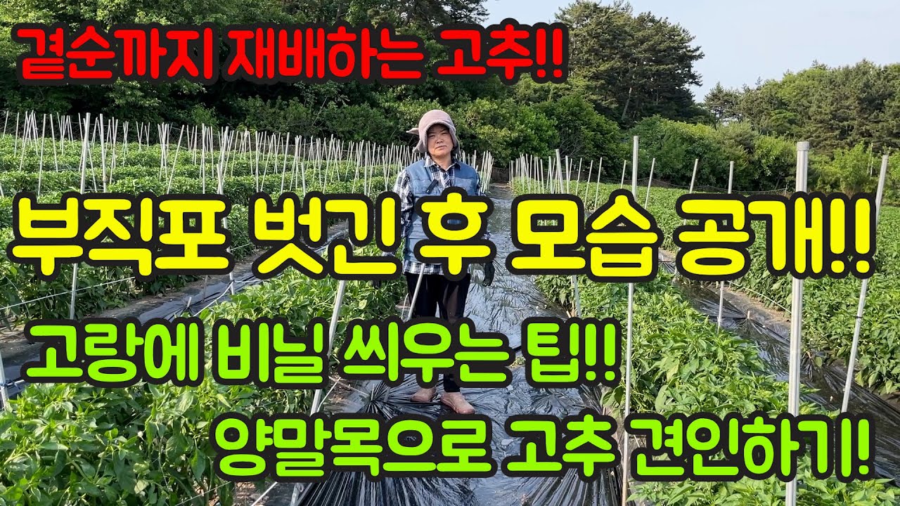고추 농사 잘 짓는 법!! 부직포 터널 벗긴 후 모습 공개! 고랑에 비닐 씌우는 이유(탄저병 예방), 양말목으로 고추망 견인하는 팁!! 영상 보시고 내년 농사에 참고하세요^^