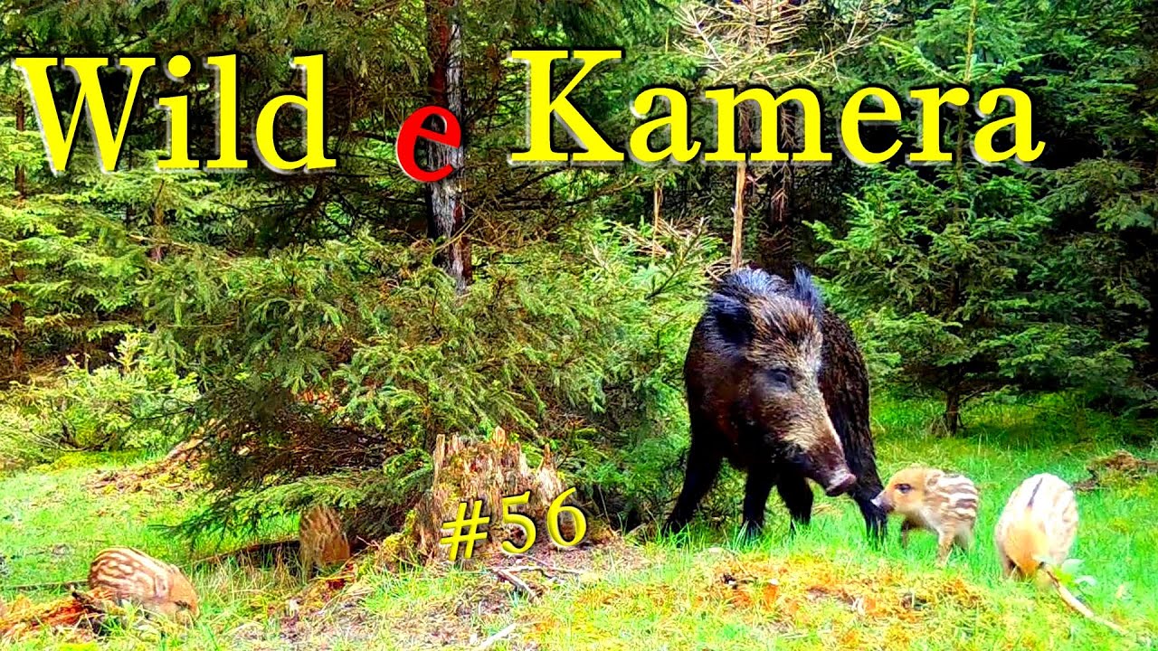 Wildkamera Trail Cam Part 56- Die Frischlinge sind da-