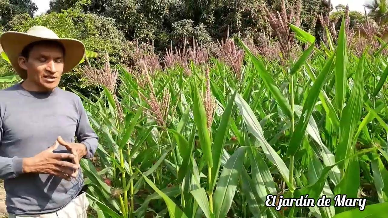 Recorrido por la chacra 🌽🍉🥬  el choclo está a punto de ser cocechado| El jardín de Mary🌺