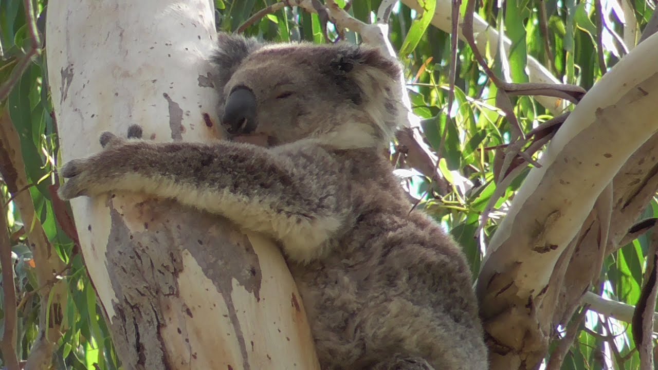 Roadtrip Navideño: Día 4 - Tower Hill Wildlife Reserve - Australia