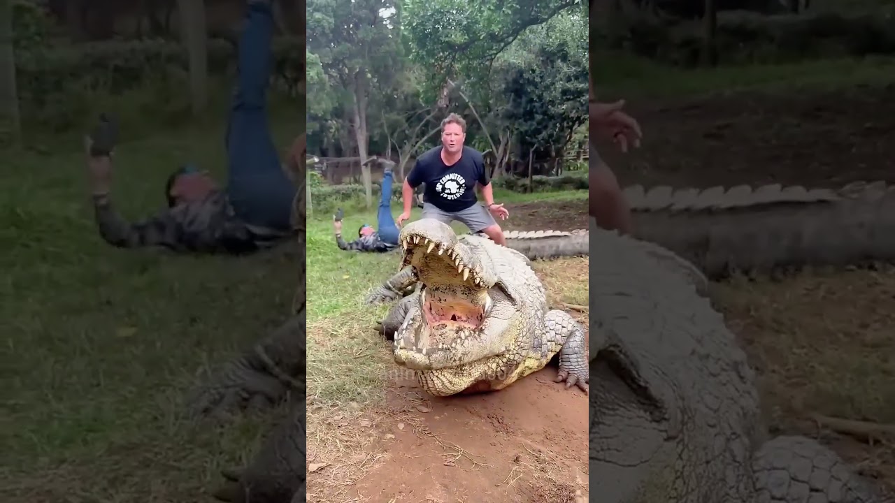 Funny crocodile 🤣🤣🤣#crocodile #crocodilelover #funny #funnycrocodile #happy #animal #animalsvideo