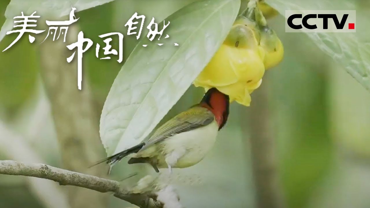【ENG】相当热闹的北部湾！天上飞的海里爬的统统出来玩啦 还有正在吮吸花蜜的小鸟 还是头一次见呢《美丽中国自然》北部湾系列【CCTV纪录】