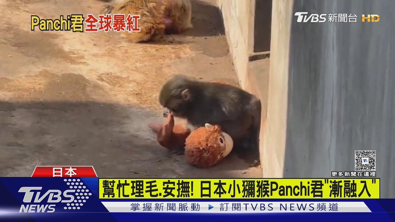 幫忙理毛.安撫! 日本小獼猴Panchi君「漸融入」｜TVBS新聞 @TVBSNEWS01