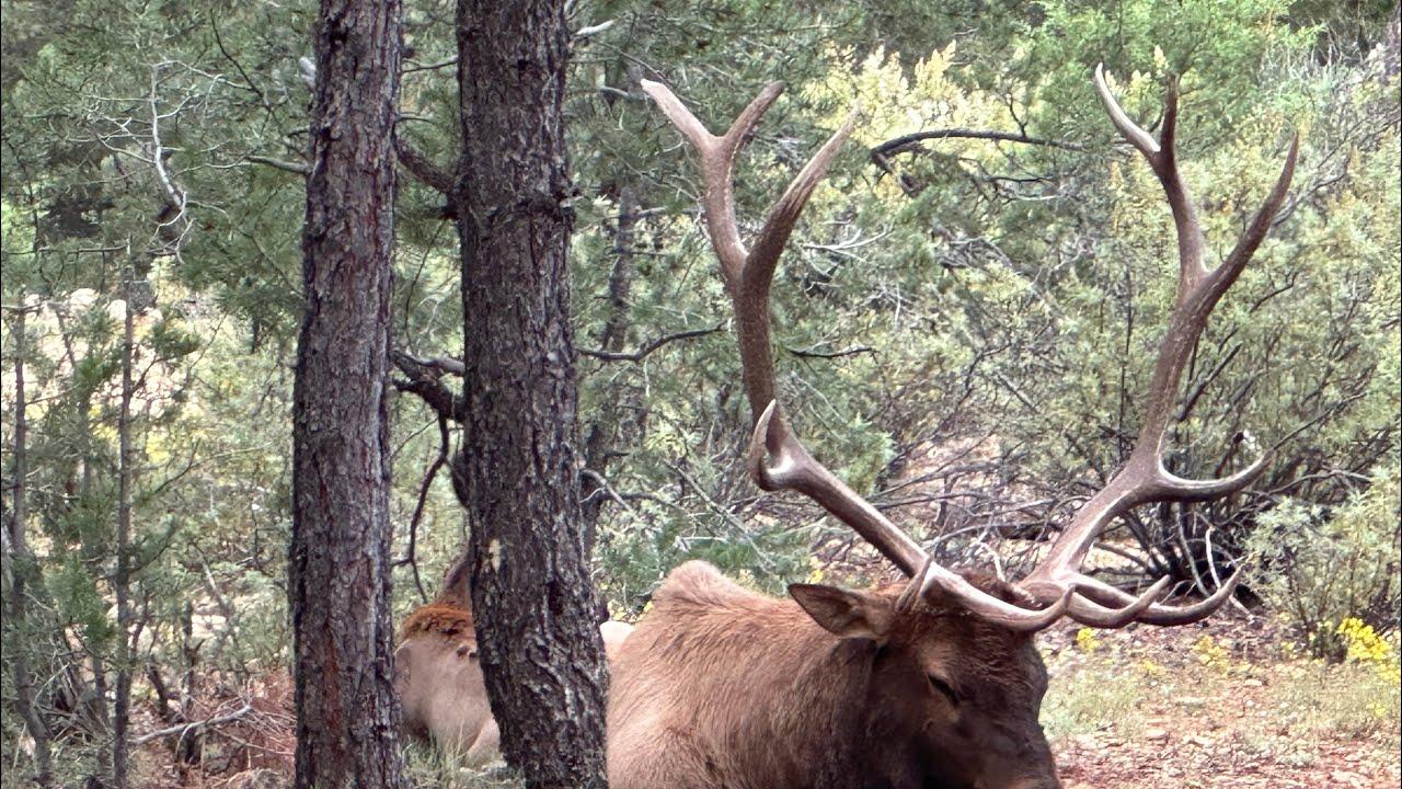 Bull Elk hunting in Arizona - September 2023 - Time in Unit 27