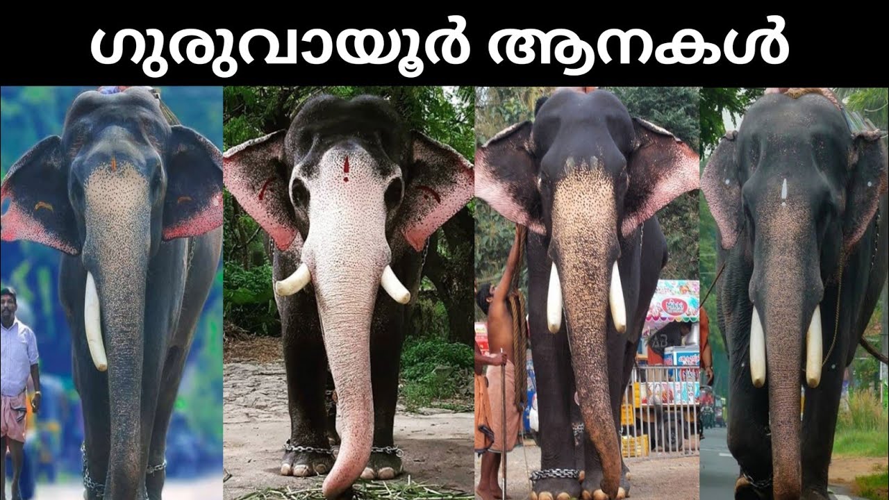 ഗുരുവായൂർ ആനകൾ guruvayur elephants