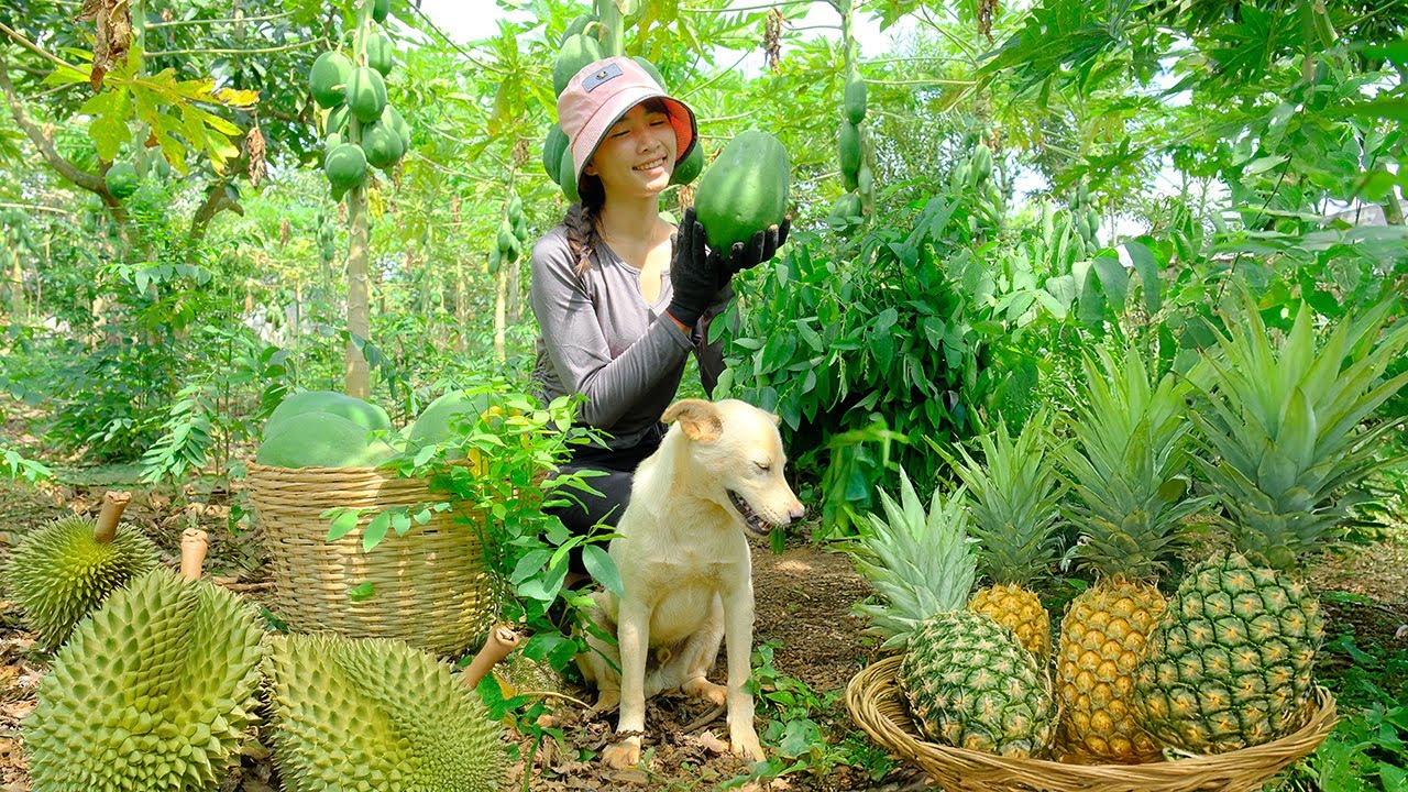 Full Video:Harvest To Sell And Cook: Pineapple, Papaya, Katuk, Durian – Garden And Raise Poultry.