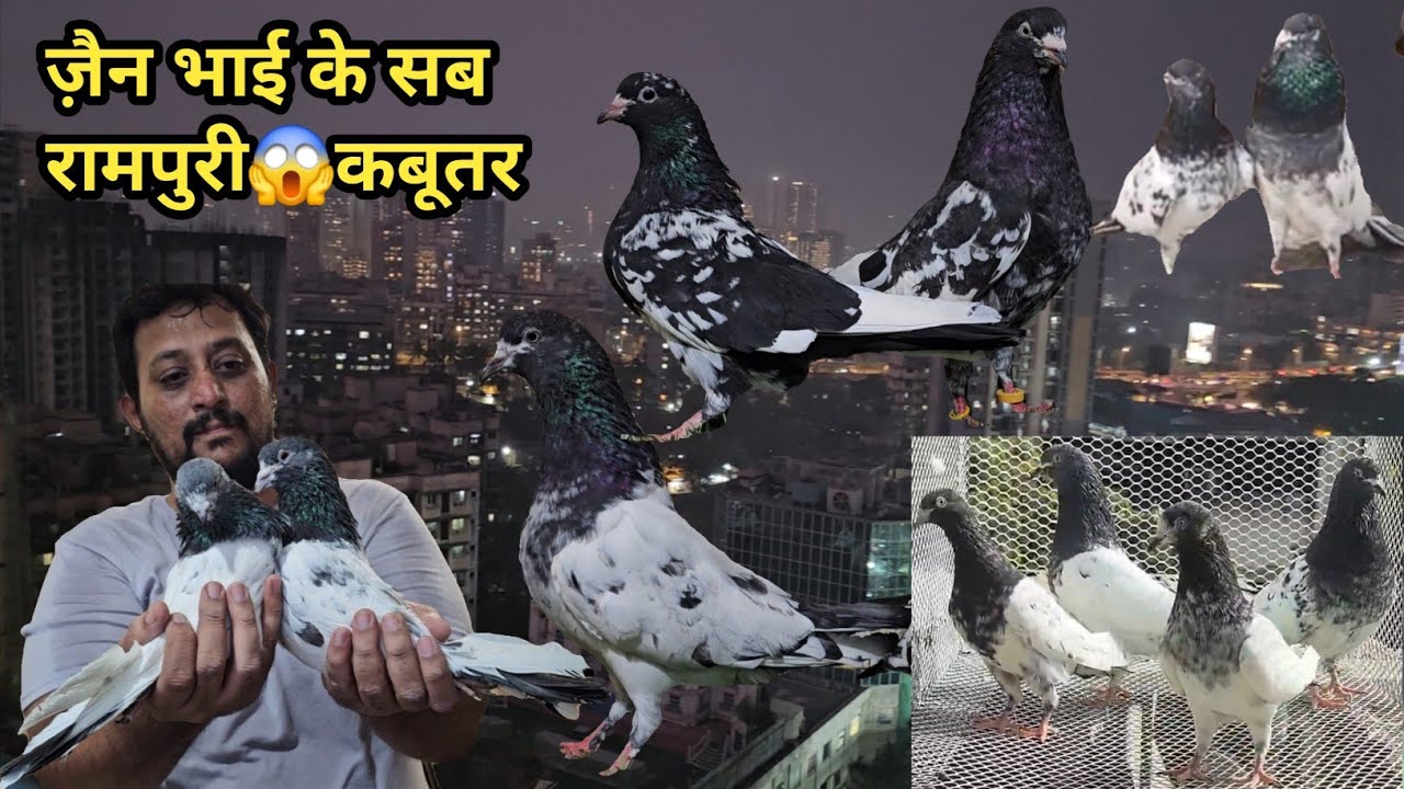 Zain Bhai Ke Ghar Ka Shok😱Sab Rampuri Original Nayab Firozpuri Maili Aankh, Gadali Aankh Ke Kabootar