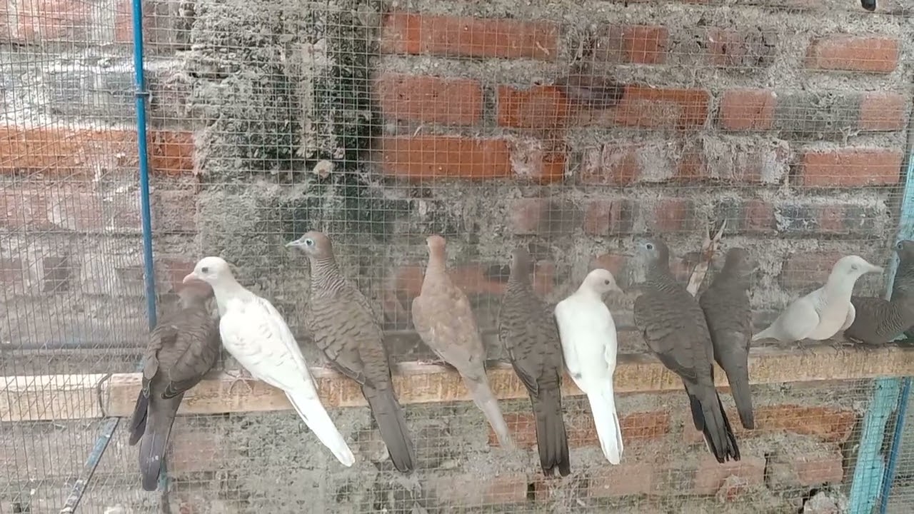 grosir PERKUTUT KEBUMEN. bisa kirim ke seluruh Indonesia. 081809201232