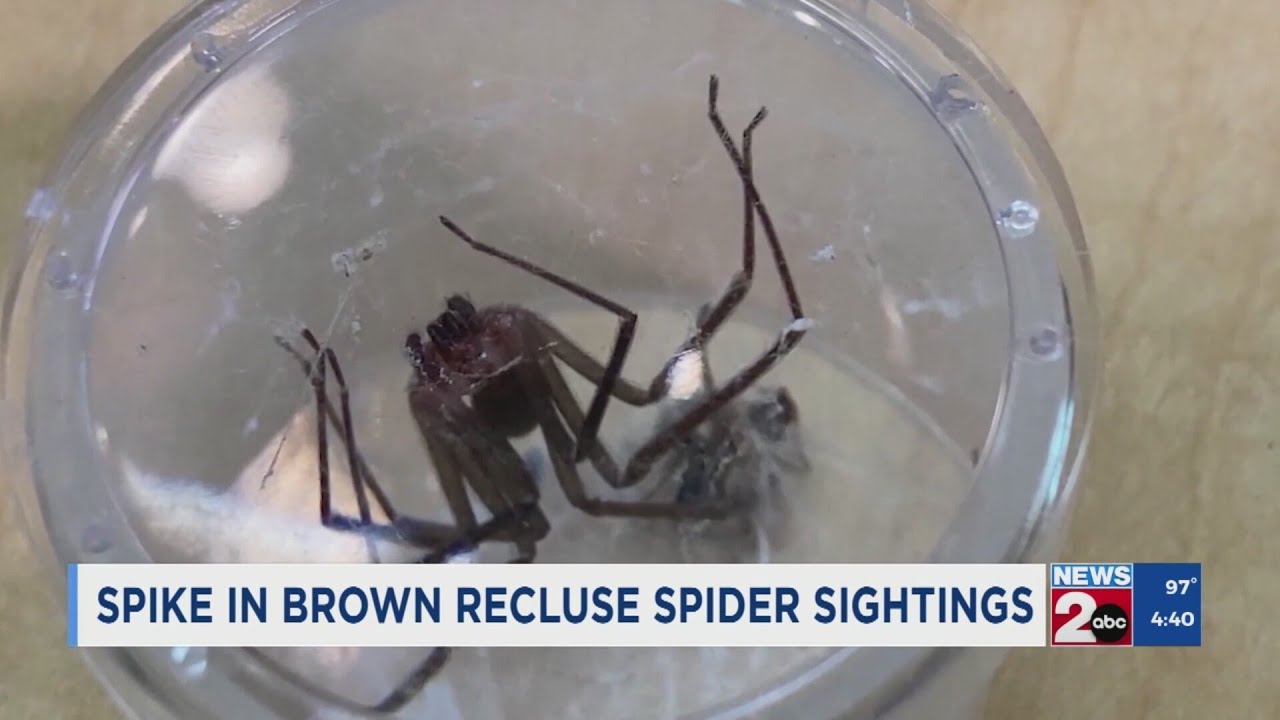 Extreme heat leading to more Brown Recluse spider sightings across Middle Tennessee