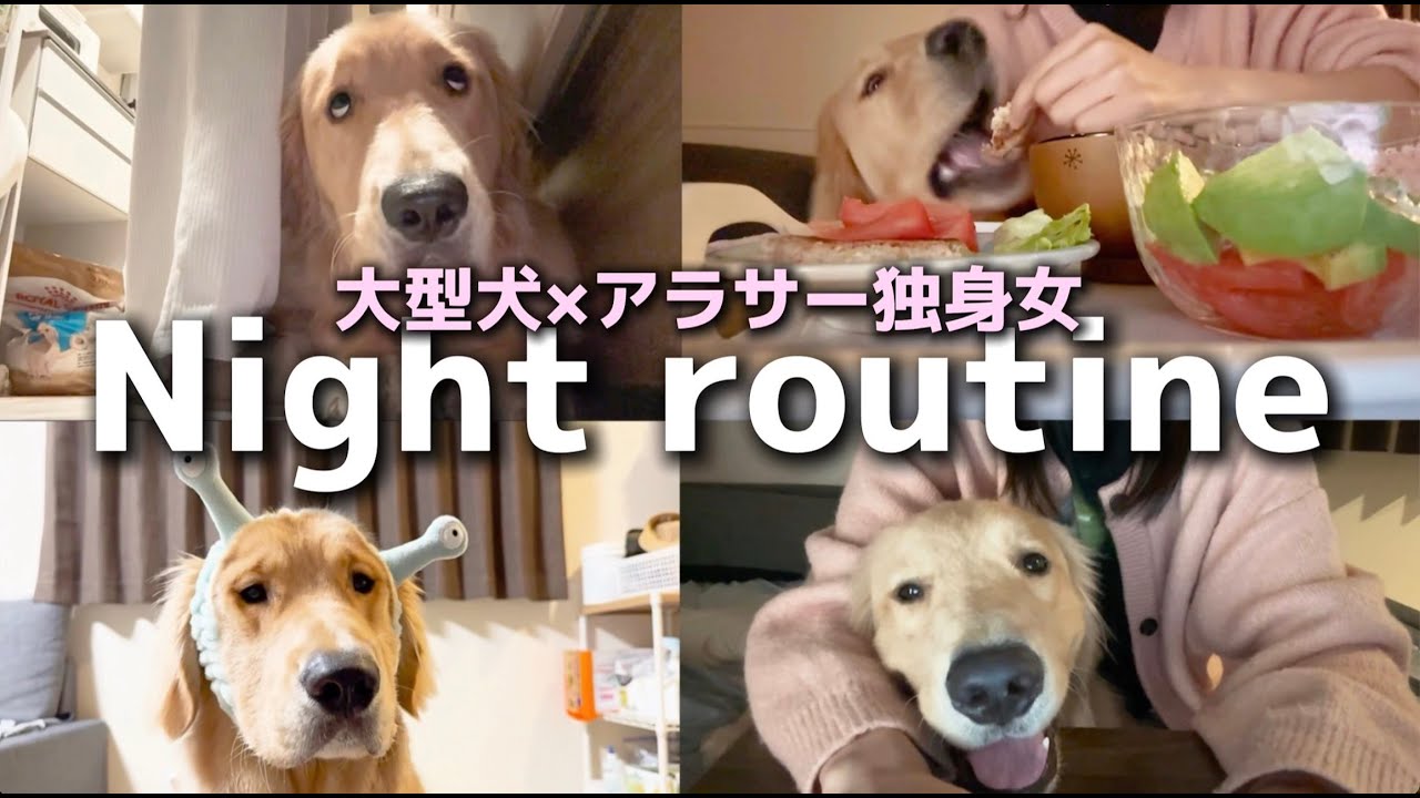 【ナイトルーティン】10ヶ月ゴールデンと暮らすアラサー独身女の夜