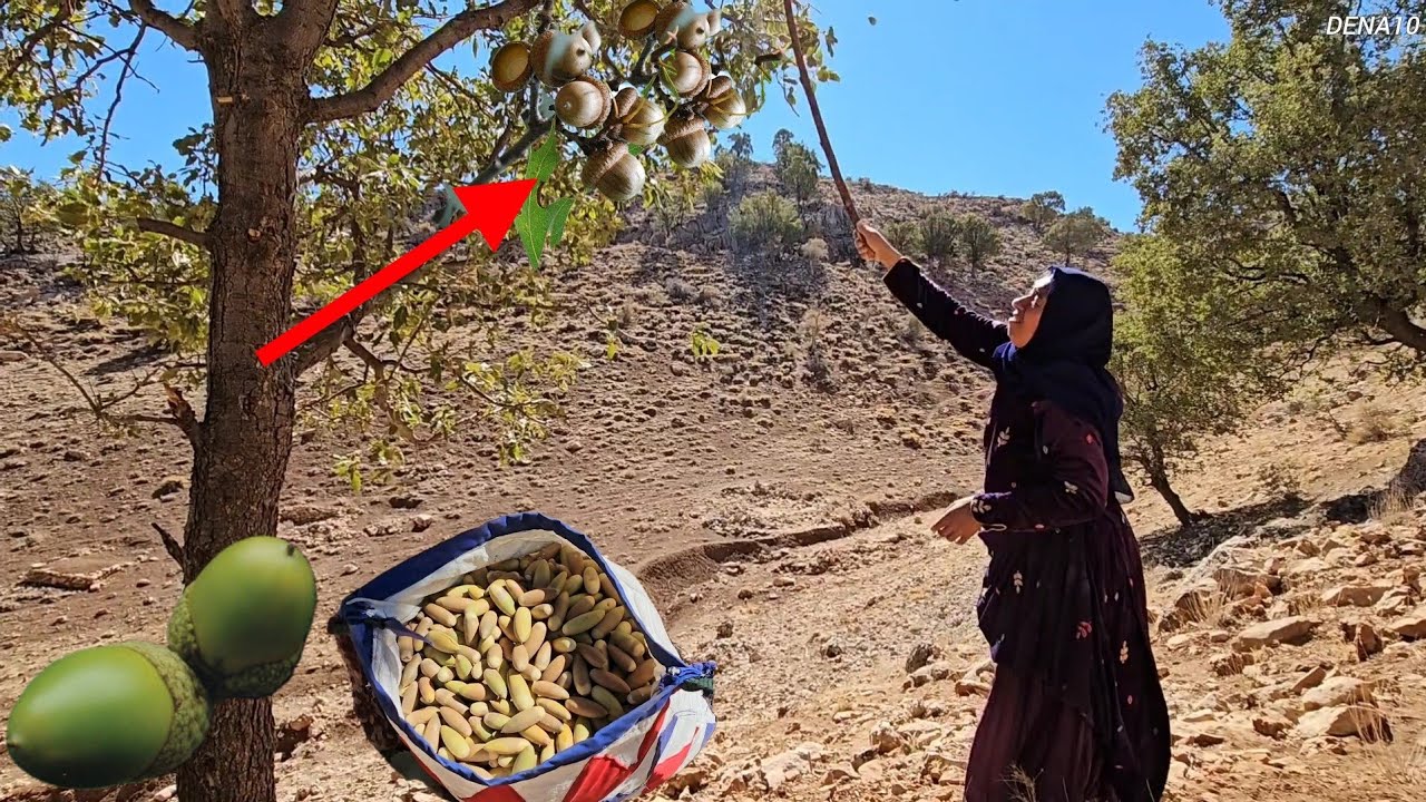Taban's trip to the mountains: picking wild and exciting acorns🌳