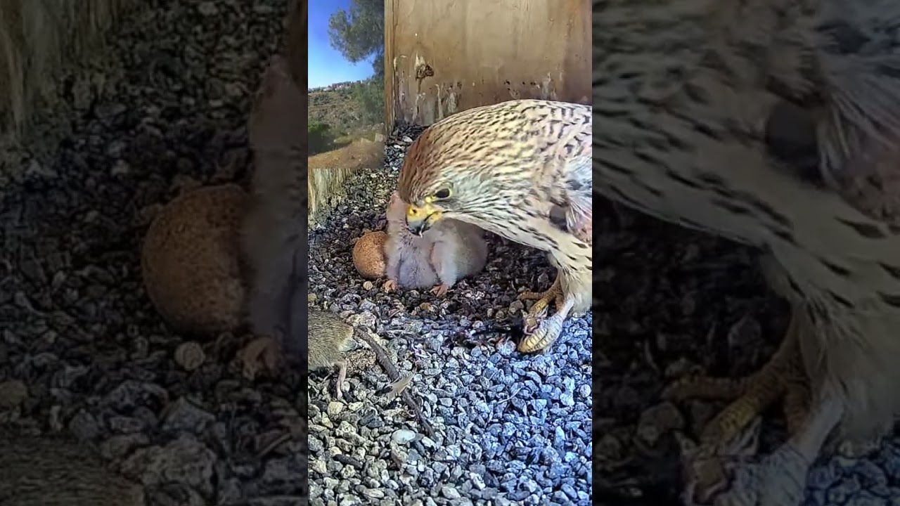 Short: lesser kestrel feed nestlings a centipede