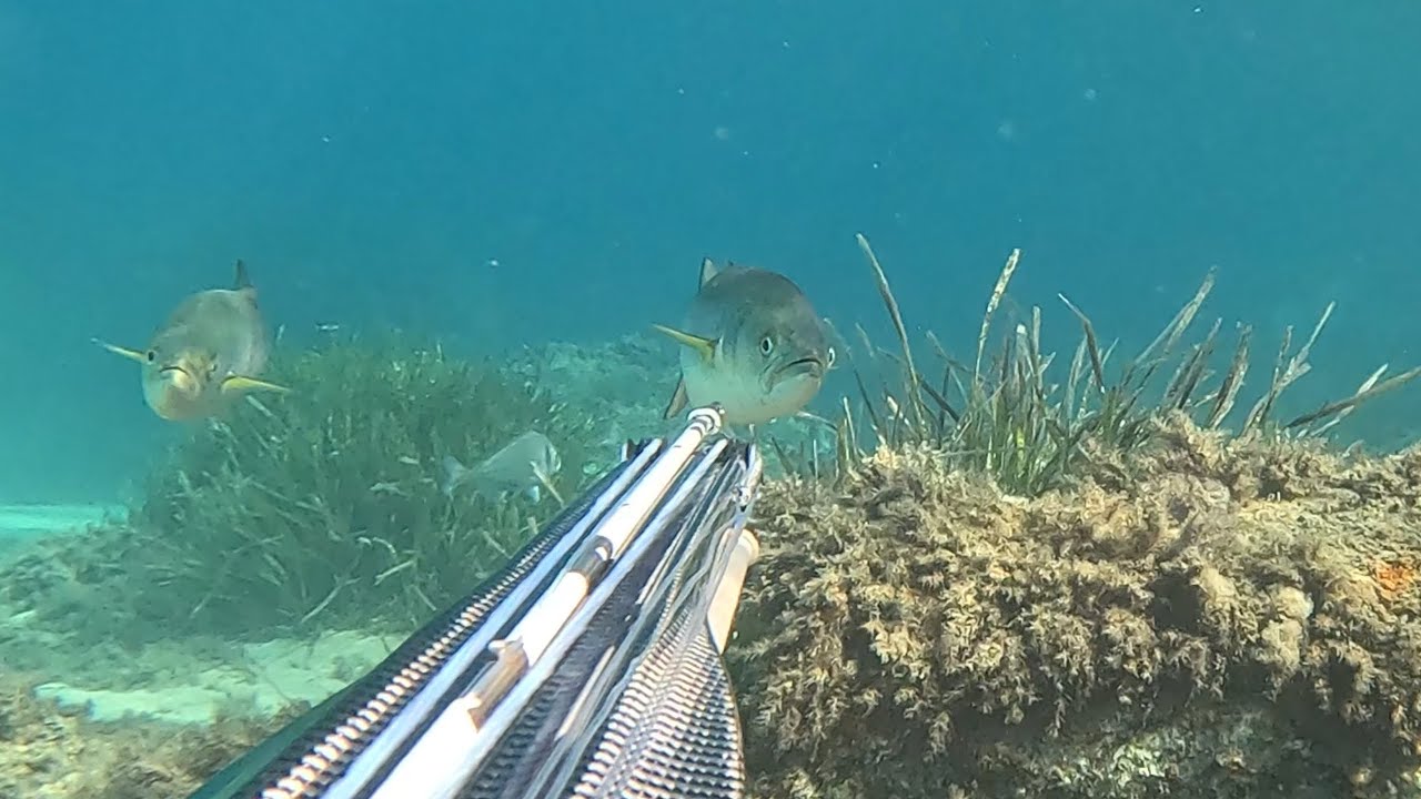 PESCA SUB SARDEGNA Luglio 2024 Serra Spigola Carnago Cefaloni Mormora
