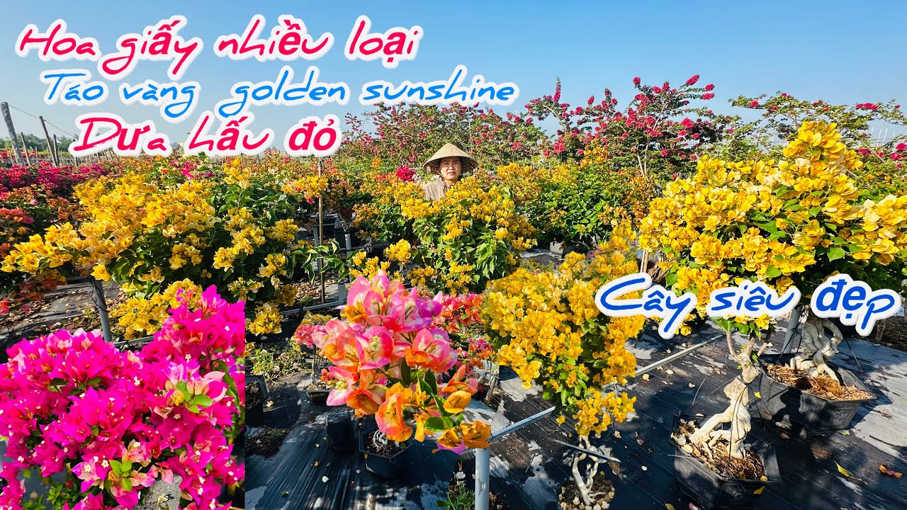 Hoa giấy táo vàng,dưa hấu,golden Sunshine chào bán..09/02😘📲 0703.236.412.Cúc-Phan