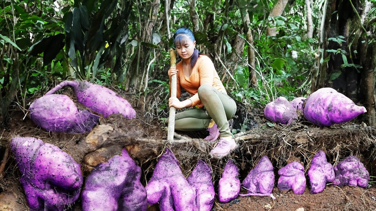 Harvest Underground Wild Tuber Goes To Market Sell - Cooking Wild Tuber | Phuong Daily Harvesting