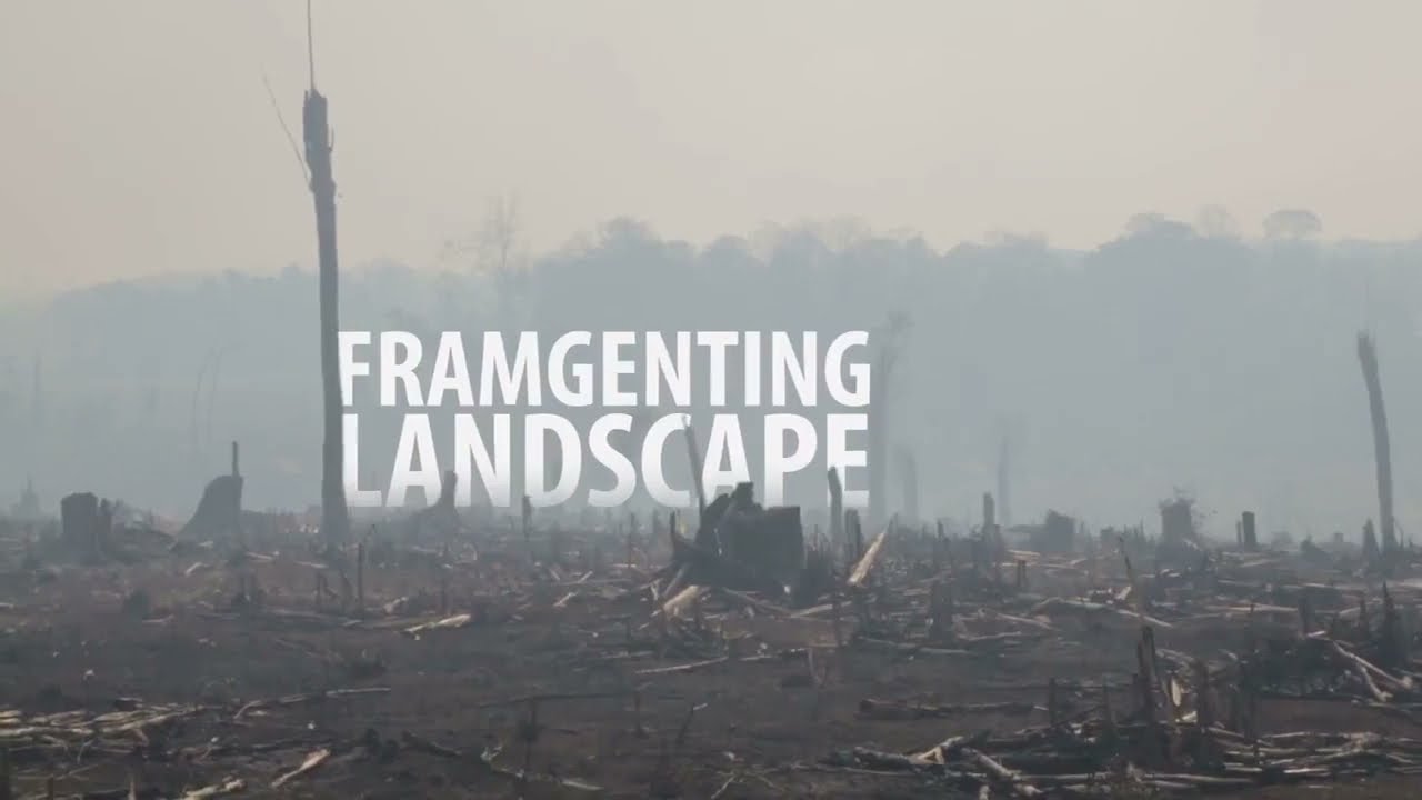 WWF Going Green Project - Motion Graphics