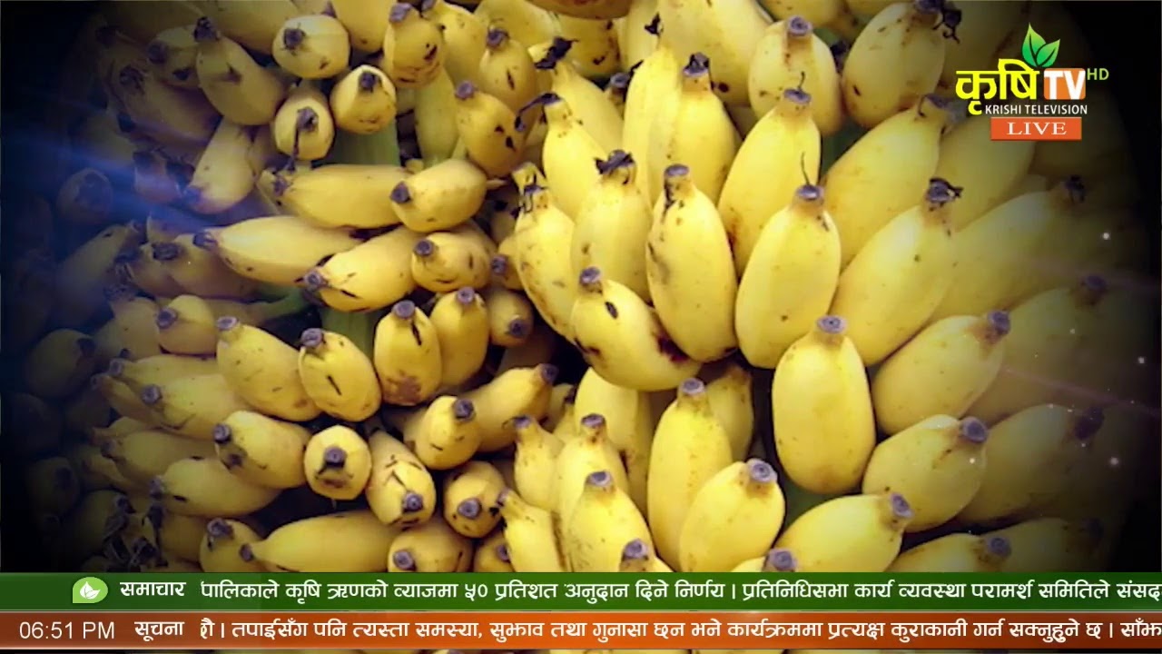 krishitv