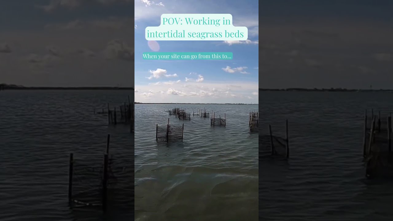 The magic of intertidal sites🪄🤯