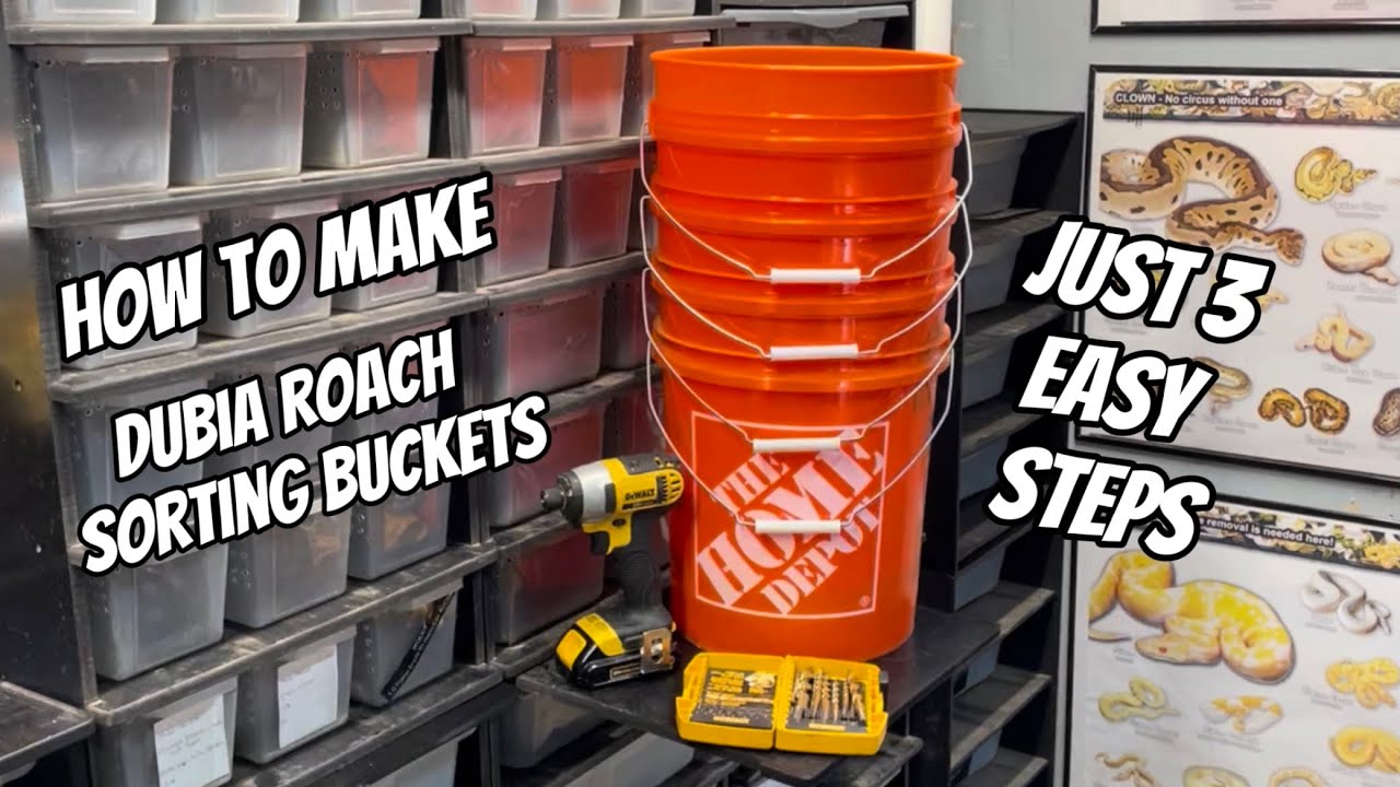 How to make dubia roach sorting buckets