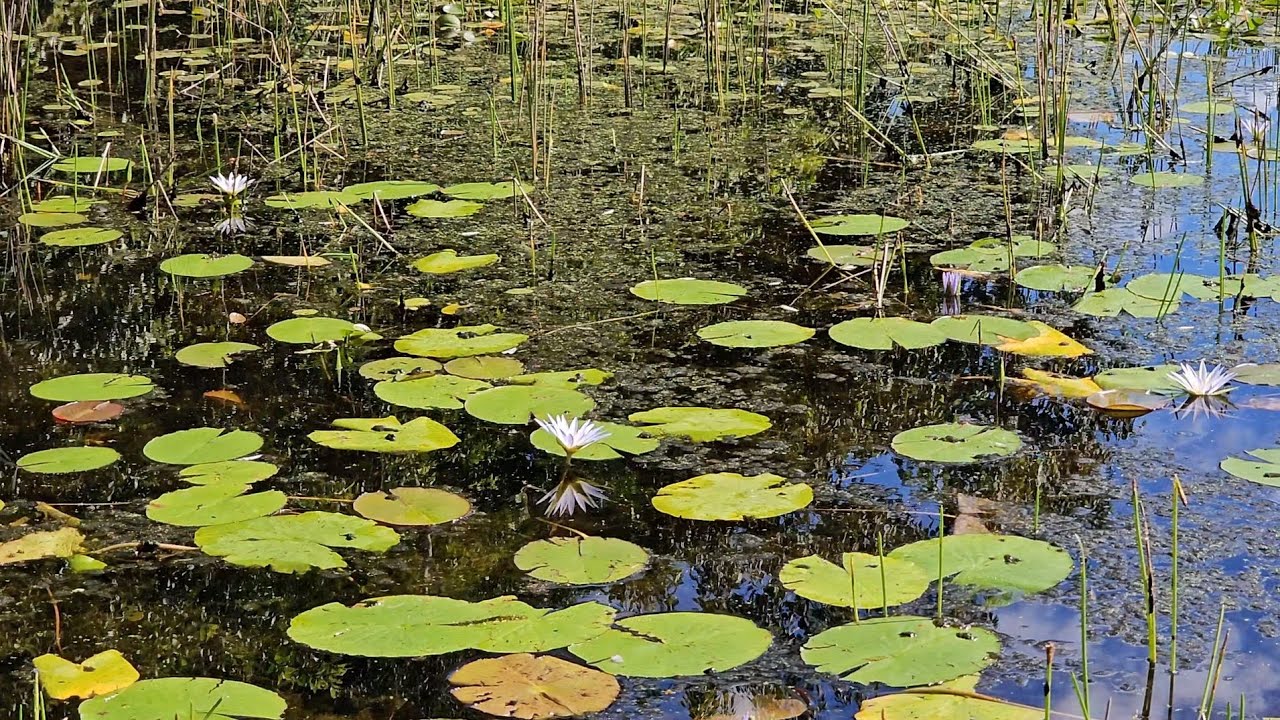 Reserva Ecológica do Guapiaçu - Cachoeiras de Macacu