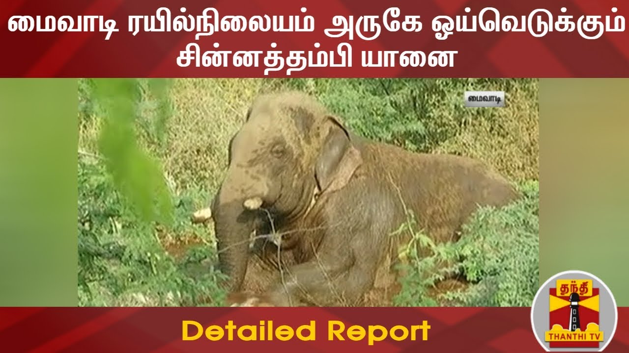 மைவாடி ரயில்நிலையம் அருகே ஓய்வெடுக்கும் சின்னத்தம்பி யானை | Detailed Report | ChinnaThambi