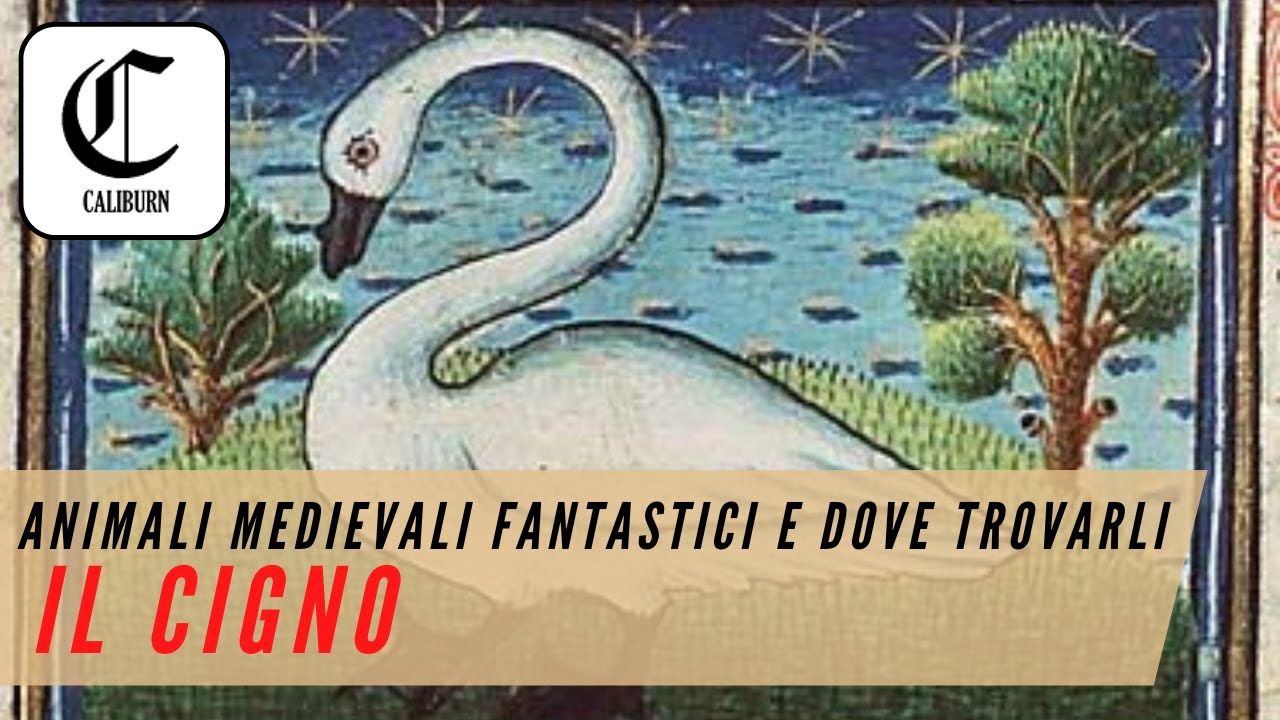 Animali medievali fantastici e dove trovarli - IL CIGNO