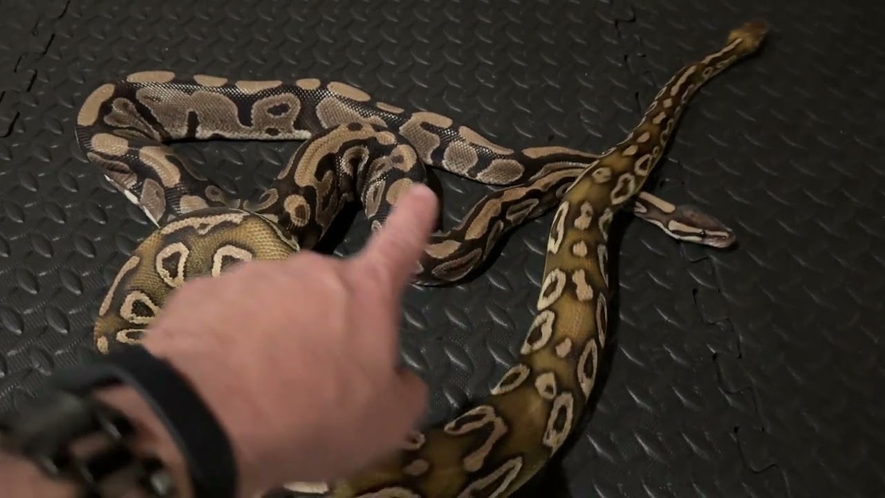 32 YEAR OLD Ball Python VS PASTEL TRICK MOJAVE Ball Python - Comparing!