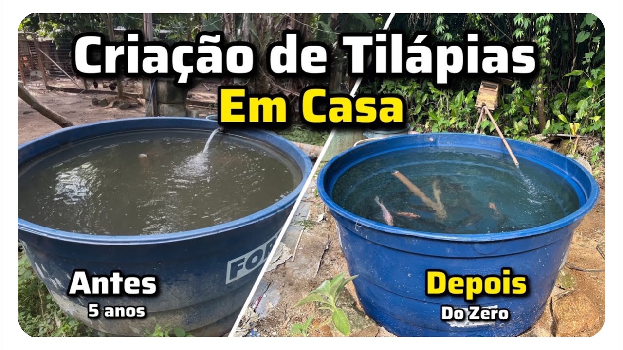 Como Criar Peixes em Caixa D’Água: Montagem Passo a Passo do Meu Sistema - O Melhor do YouTube!