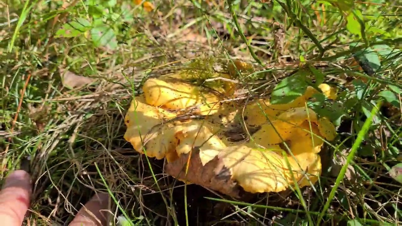 Grybai vasarą 2022/ Mushrooms in the summer