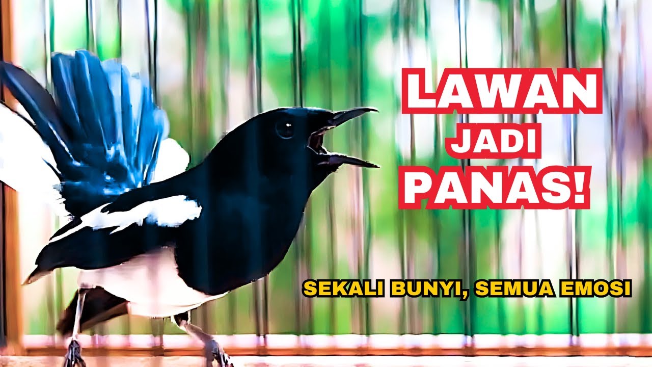 SEKALI BUNYI, SEMUA IKUT! KACER NGEPLAY & BIKIN LAWAN PANAS!